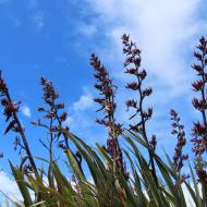 Sinclair Wetlands