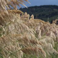 Sinclair Wetlands