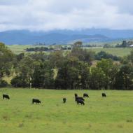 Yarra Valley