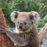 Koalaerne er de sødeste