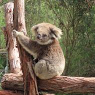Koalaerne er de sødeste