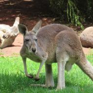 Kænguruerne er nu også søde
