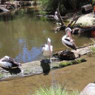 Meget store pelikaner