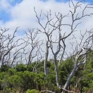 Great Otway National Park