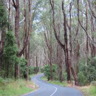 Great Otway National Park