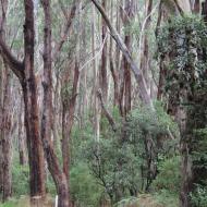 Great Otway National Park