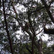 Find koalaen