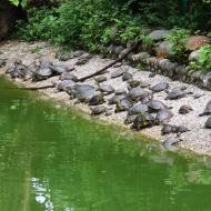 Mange skildpadder 