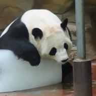 Her er selvfølgelig også pandaer