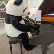 Chengdu elsker pandaer