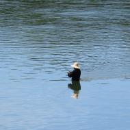 …og en enkelt fisker