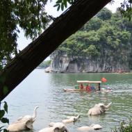 Søde elefanter ude i vandet 