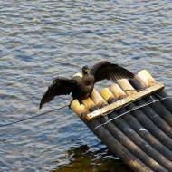 Vi går langs floden