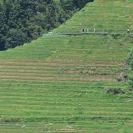 Meget smalle terrasser