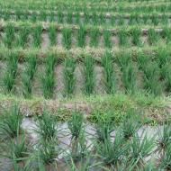 Vi kommer helt tæt på planterne