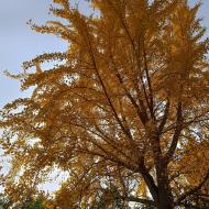 Vi går tur langs den udvendige side af muren