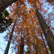 Flotte og meget høje træer