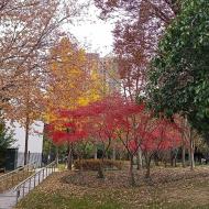 Vores lille lokale park