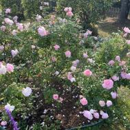 Rosenhaven