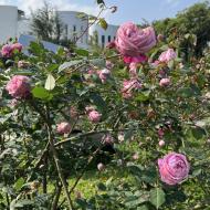 Rosenhaven