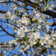 Kirsebærtræerne blomstrer 