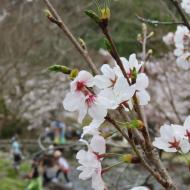 Maruyama Park