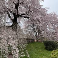 Maruyama Park