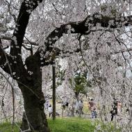 Maruyama Park