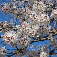 Smukke blomster 