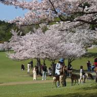 Smuk park