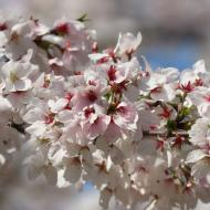 Smukke blomster