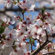Flere smukke blomster 