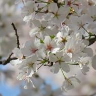 Flere smukke blomster 