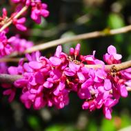 Smukke blomster 