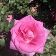 Smuk rose