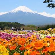 Blomster og Mount Fuji