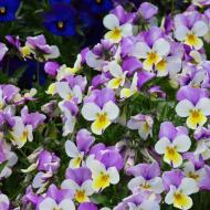 Flotte blomster 