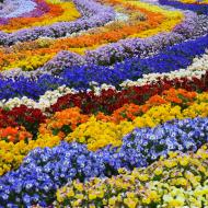 Flotte blomster 