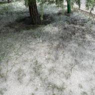 Helt utrolig meget pollen