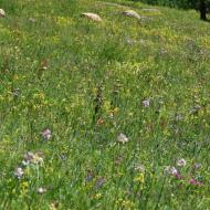 Mange vilde blomster 