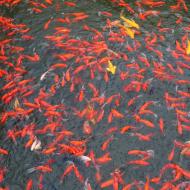 Mange fisk