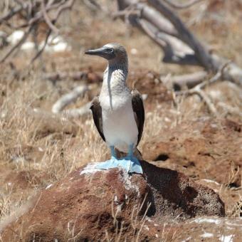 Bobies på Galapagos