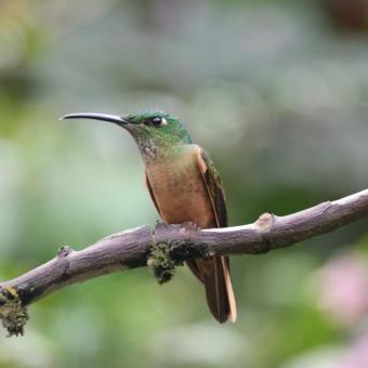 Reserva Alambi