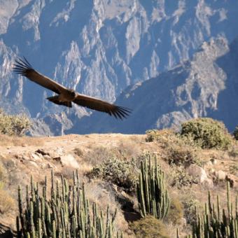 Se de imponerende kondorer i Cañon del Colca