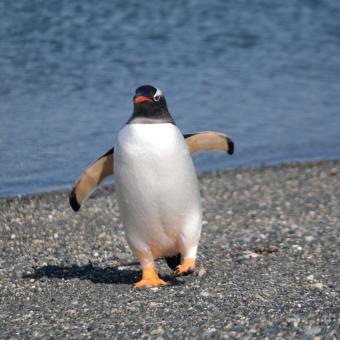 Pingvinerne i Ushuaia