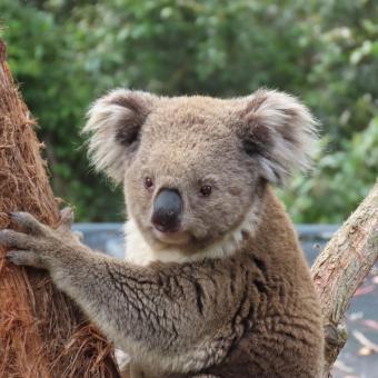 Koala, Healesville Sanctuary