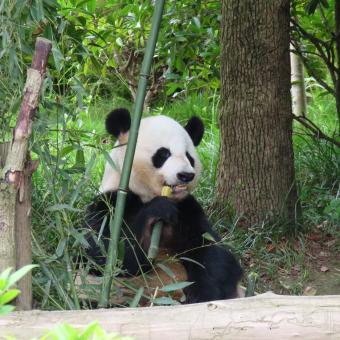 Chengdu Research Base of Giant Panda Breeding