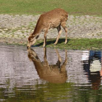 Nara Park