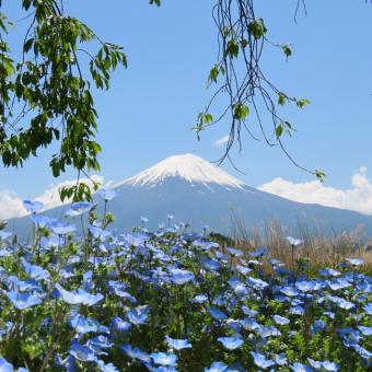 Mount Fuji i Fujikawaguchiko