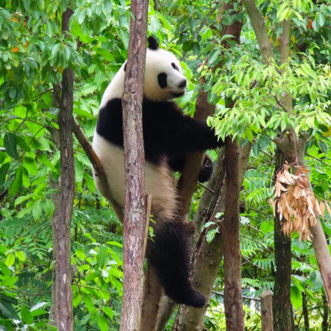 Panda i Chengdu, Kina